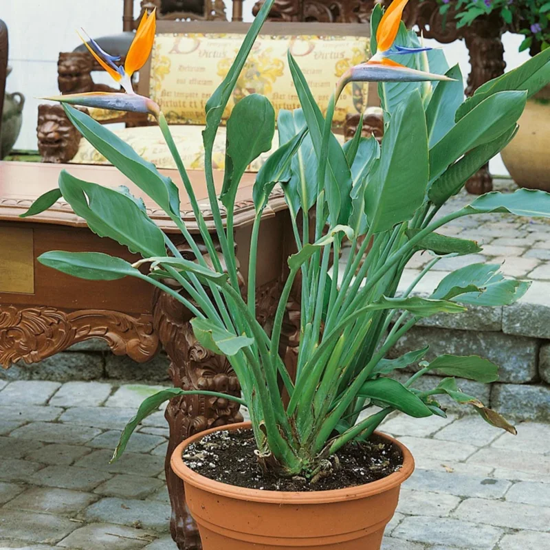 Orange Bird of Paradise Live Plant – Strelitzia Reginae – 4 inch Starter Pot – Outdoor - Image 8