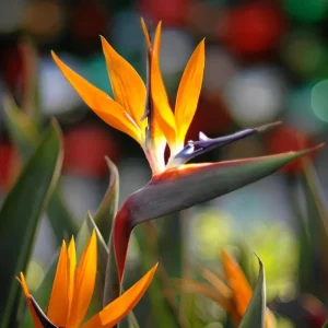 Orange Bird of Paradise Live Plant – Strelitzia Reginae – 4 inch Starter Pot – Outdoor - Image 9