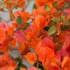 Orange Bougainvillea Live Plant – Pack of 2 – 5-9 Inches Tall – Outdoor Bush - Image 1