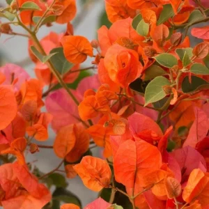 Orange Bougainvillea Live Plant – Pack of 2 – 5-9 Inches Tall – Outdoor Bush - Image 1