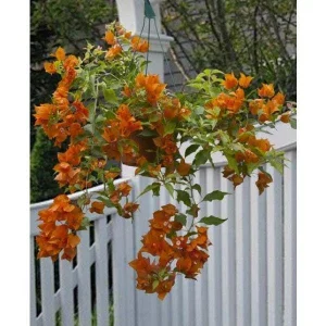 Orange Bougainvillea Live Plant – Pack of 2 – 5-9 Inches Tall – Outdoor Bush - Image 2