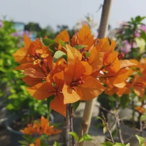 Orange Bougainvillea Live Plant – Pack of 2 – 5-9 Inches Tall – Outdoor Bush - Image 3