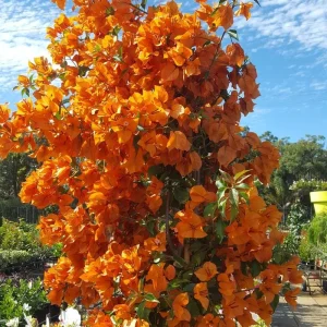Orange Bougainvillea Live Plant – Pack of 2 – 5-9 Inches Tall – Outdoor Bush - Image 4