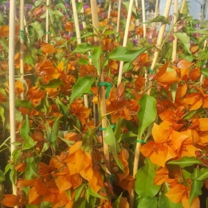 Orange Bougainvillea Live Plant – Pack of 2 – 5-9 Inches Tall – Outdoor Bush - Image 5