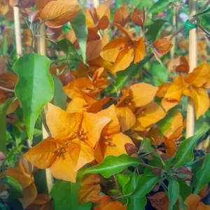 Orange Bougainvillea Live Plant – Pack of 2 – 5-9 Inches Tall – Outdoor Bush - Image 6