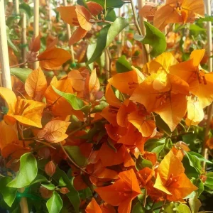 Orange Bougainvillea Live Plant – Pack of 2 – 5-9 Inches Tall – Outdoor Bush - Image 7