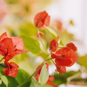 Orange Bougainvillea Live Plant – Pack of 2 – 5-9 Inches Tall – Outdoor Bush - Image 8