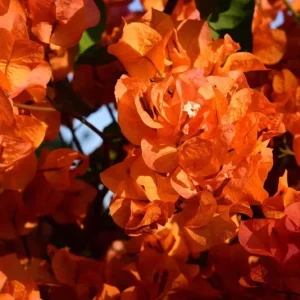Orange Bougainvillea Live Plant – Pack of 2 – 5-9 Inches Tall – Outdoor Bush - Image 9