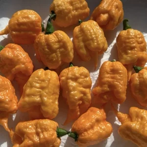 Orange Carolina Reaper Live Plants (3-Pack) - 75+ Days Old Super Hot Pepper - Image 2
