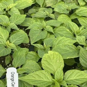 Orange Carolina Reaper Live Plants (3-Pack) - 75+ Days Old Super Hot Pepper - Image 1