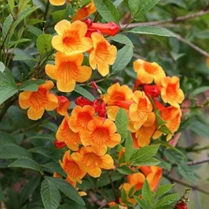 Orange Jubilee Live Plant, Pack of 2, 5-9 Inch, Heat Tolerant Trumpet Bush - Image 2