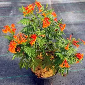 Orange Jubilee Live Plant, Pack of 2, 5-9 Inch, Heat Tolerant Trumpet Bush - Image 3