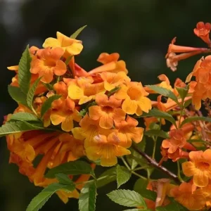 Orange Jubilee Live Plant, Pack of 2, 5-9 Inch, Heat Tolerant Trumpet Bush - Image 4