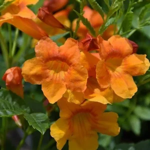 Orange Jubilee Live Plant, Pack of 2, 5-9 Inch, Heat Tolerant Trumpet Bush - Image 5
