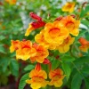 Orange Jubilee Live Plant, Pack of 2, 5-9 Inch, Heat Tolerant Trumpet Bush - Image 1