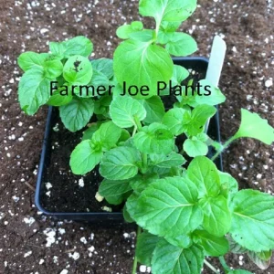 Orange Mint Live Plant – Aromatic Herb – 4 inch Pot – Indoor/Outdoor - Image 1