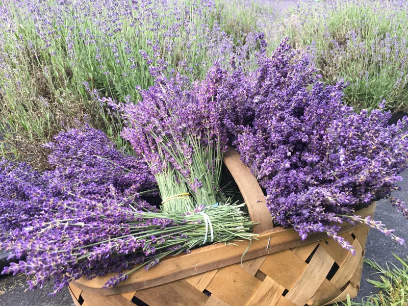 Organic Lavender Buds - Dried Culinary Grade for Skincare, Crafts & Home Fragrance - Image 7