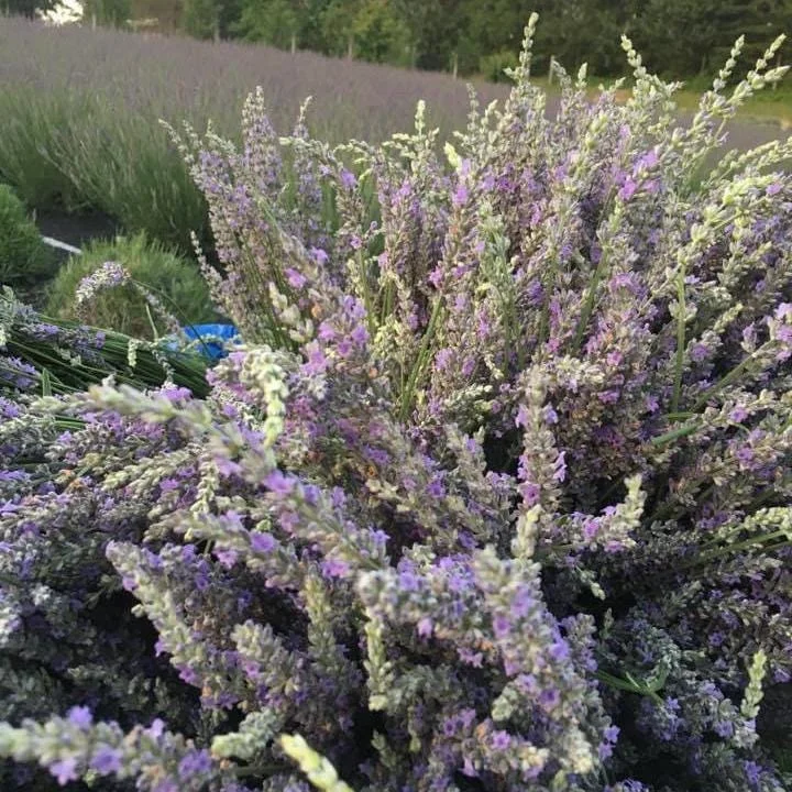 Organic Lavender Buds - Dried Culinary Grade for Skincare, Crafts & Home Fragrance - Image 8