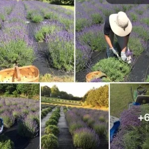 Organic Lavender Buds - Dried Culinary Grade for Skincare, Crafts & Home Fragrance - Image 9