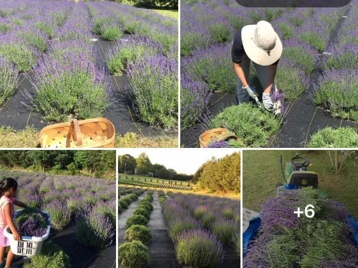 Organic Lavender Buds - Dried Culinary Grade for Skincare, Crafts & Home Fragrance - Image 9