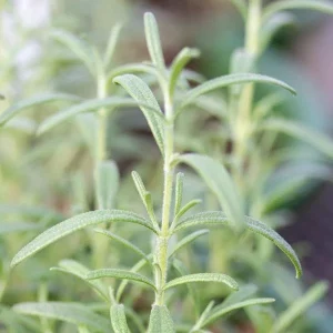 Organic Rosemary Live Plant - Well-Rooted Plug - Culinary & Aromatic Herb - Image 10