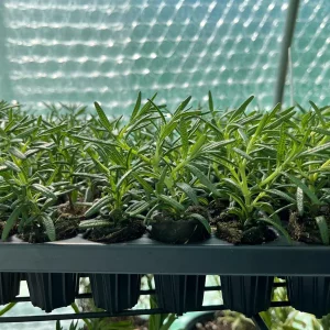 Organic Rosemary Live Plant - Well-Rooted Plug - Culinary & Aromatic Herb - Image 2