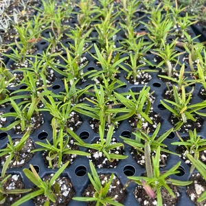 Organic Rosemary Live Plant - Well-Rooted Plug - Culinary & Aromatic Herb - Image 4