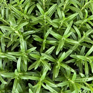 Organic Rosemary Live Plant - Well-Rooted Plug - Culinary & Aromatic Herb - Image 5