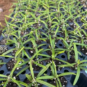 Organic Rosemary Live Plant - Well-Rooted Plug - Culinary & Aromatic Herb - Image 6