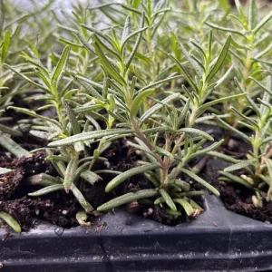 Organic Rosemary Live Plant - Well-Rooted Plug - Culinary & Aromatic Herb - Image 7