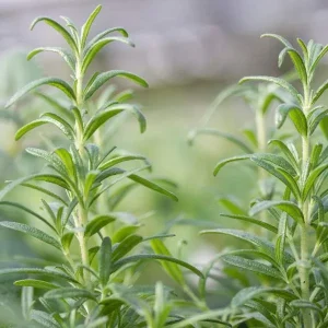 Organic Rosemary Live Plant - Well-Rooted Plug - Culinary & Aromatic Herb - Image 9