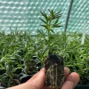 Organic Rosemary Live Plant - Well-Rooted Plug - Culinary & Aromatic Herb - Image 1