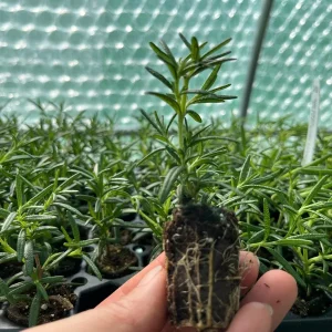 Organic Rosemary Live Plant - Well-Rooted Plug - Culinary & Aromatic Herb - Image 1