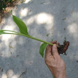 Organic Yellow Turmeric Plant - 2 Live Rhizomes, 4-6 inch Tall, Indoor/Outdoor - Image 2