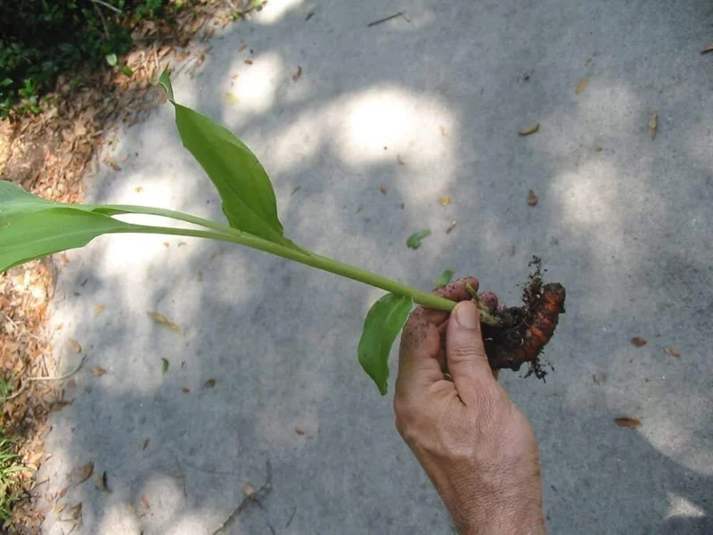 Organic Yellow Turmeric Plant - 2 Live Rhizomes, 4-6 inch Tall, Indoor/Outdoor - Image 2