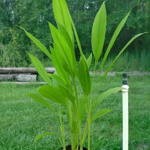 Organic Yellow Turmeric Plant - 2 Live Rhizomes, 4-6 inch Tall, Indoor/Outdoor - Image 3