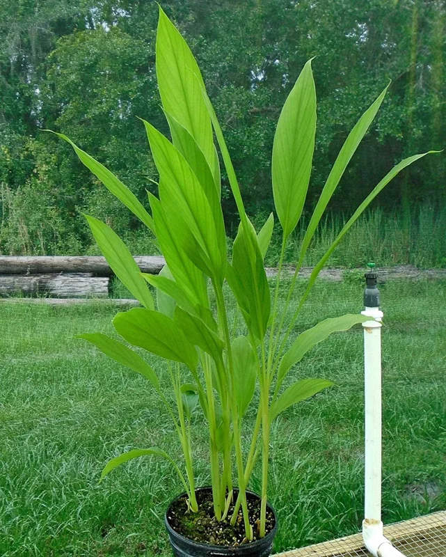 Organic Yellow Turmeric Plant - 2 Live Rhizomes, 4-6 inch Tall, Indoor/Outdoor - Image 3