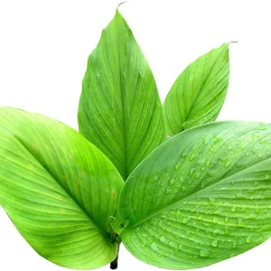 Organic Yellow Turmeric Plant - 2 Live Rhizomes, 4-6 inch Tall, Indoor/Outdoor - Image 4