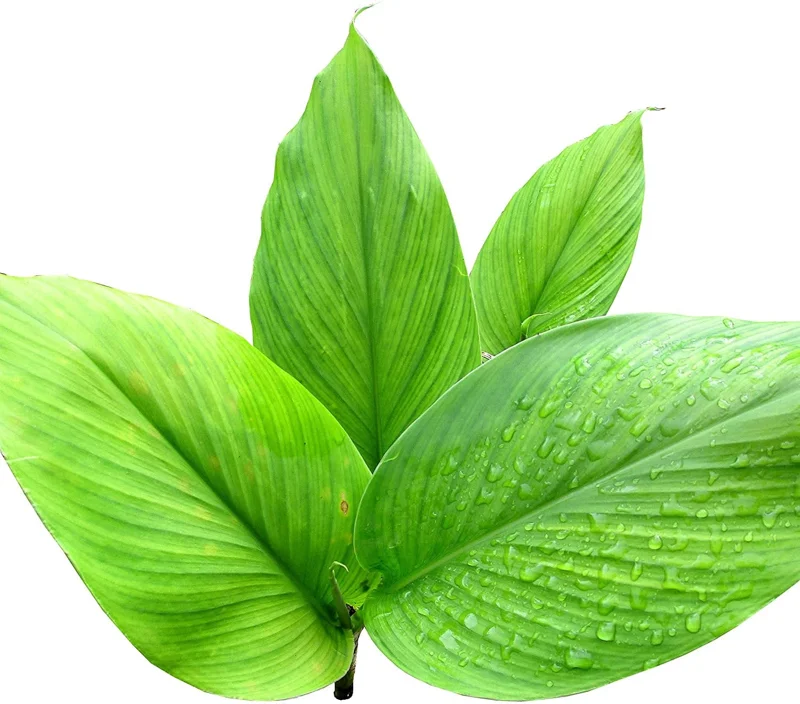 Organic Yellow Turmeric Plant - 2 Live Rhizomes, 4-6 inch Tall, Indoor/Outdoor - Image 4