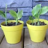 Organic Yellow Turmeric Plant - 2 Live Rhizomes, 4-6 inch Tall, Indoor/Outdoor - Image 1