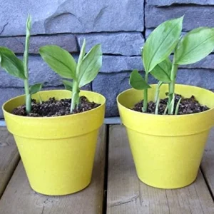 Organic Yellow Turmeric Plant - 2 Live Rhizomes, 4-6 inch Tall, Indoor/Outdoor - Image 1