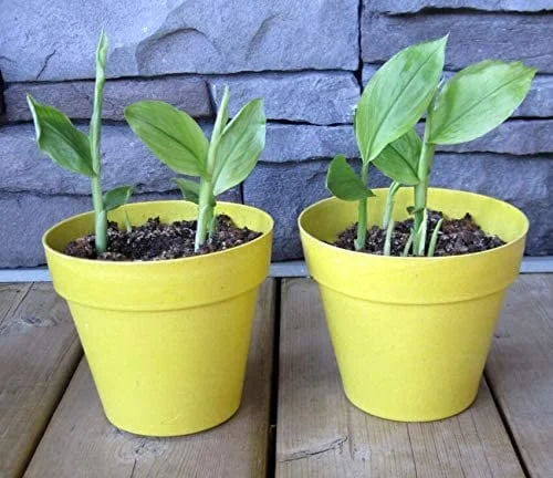 Organic Yellow Turmeric Plant - 2 Live Rhizomes, 4-6 inch Tall, Indoor/Outdoor - Image 1