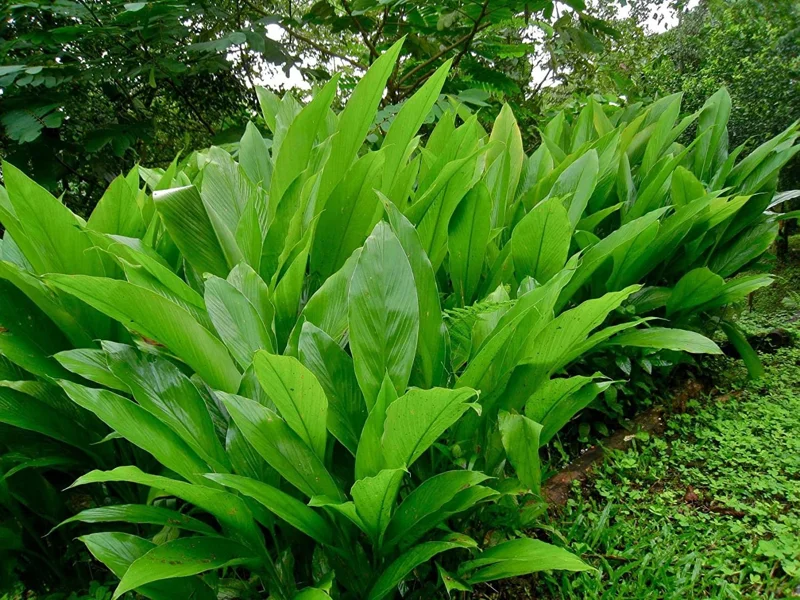 Organic Yellow Turmeric Plant - 2 Live Rhizomes, 4-6 inch Tall, Indoor/Outdoor - Image 6