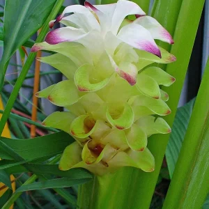 Organic Yellow Turmeric Plant - 2 Live Rhizomes, 4-6 inch Tall, Indoor/Outdoor - Image 7