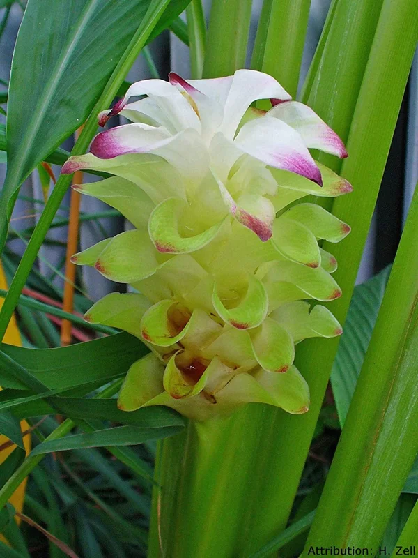 Organic Yellow Turmeric Plant - 2 Live Rhizomes, 4-6 inch Tall, Indoor/Outdoor - Image 7