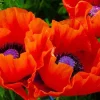 Oriental Poppy Seeds - 200+ Count, Reddish Orange Perennial Flower Seeds - Image 1