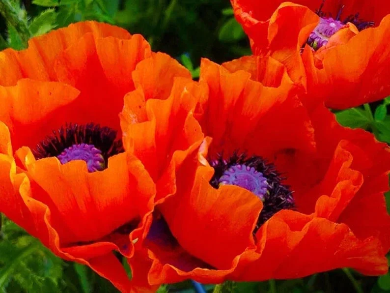 Oriental Poppy Seeds - 200+ Count, Reddish Orange Perennial Flower Seeds - Image 1
