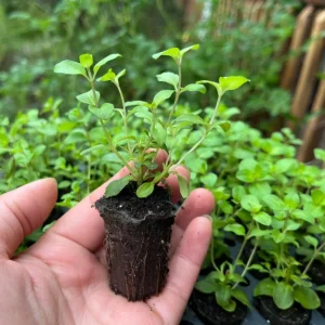 Origanum Kent Beauty Live Plant - Ornamental Oregano Plug, 6-8 Inches Tall - Image 2