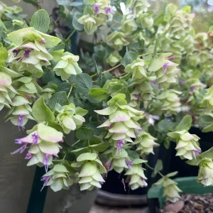 Origanum Kent Beauty Live Plant - Ornamental Oregano Plug, 6-8 Inches Tall - Image 4