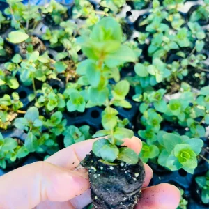Origanum Kent Beauty Live Plant - Ornamental Oregano Plug, 6-8 Inches Tall - Image 6
